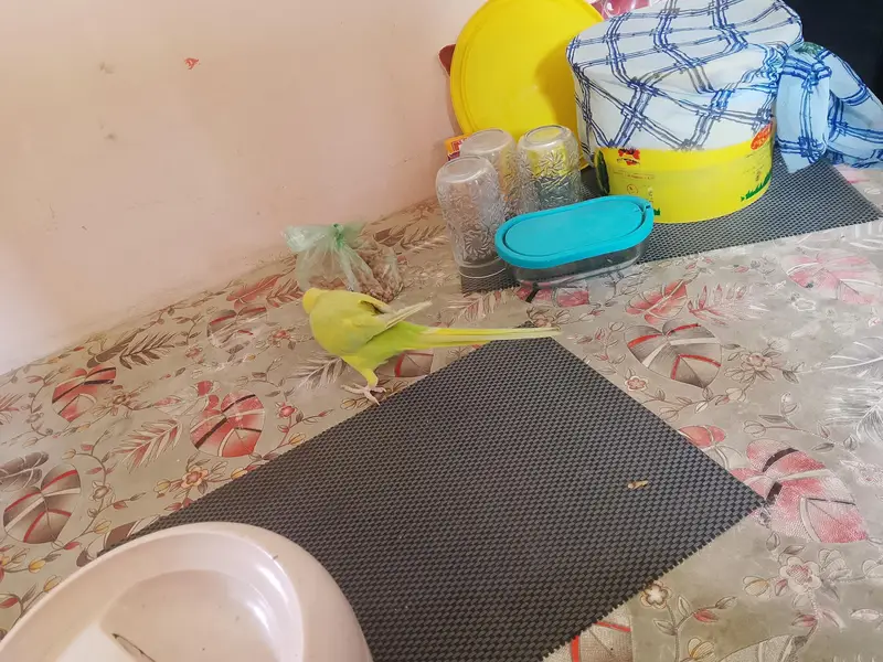 yellow ringneck — photo 7