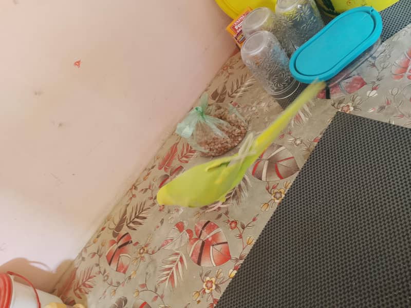 yellow ringneck 7