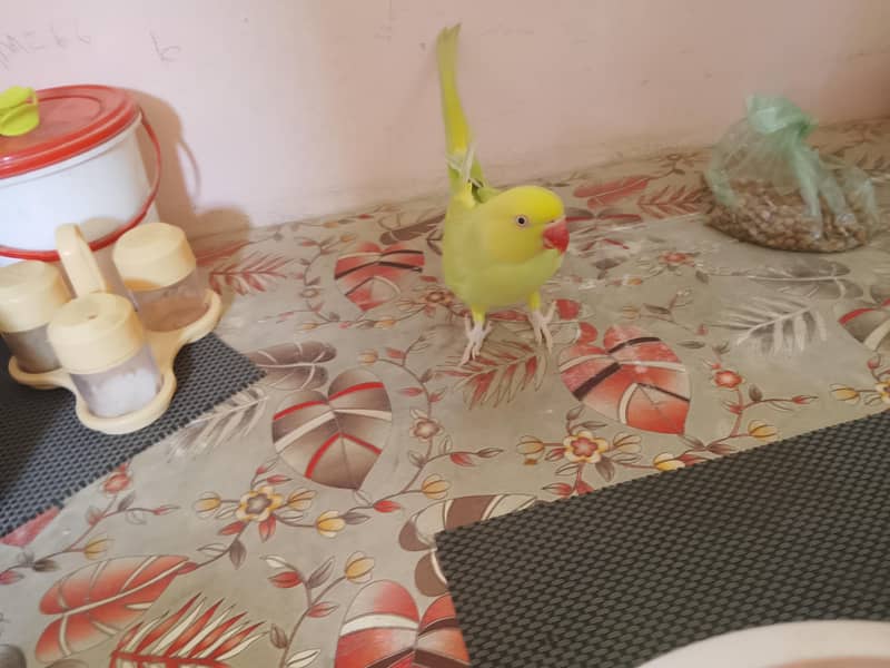 yellow ringneck 8