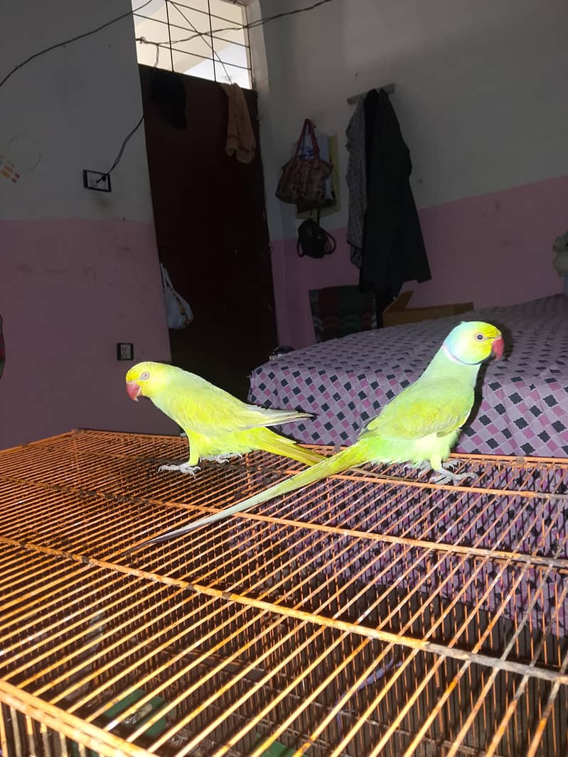 yellow ringneck 9