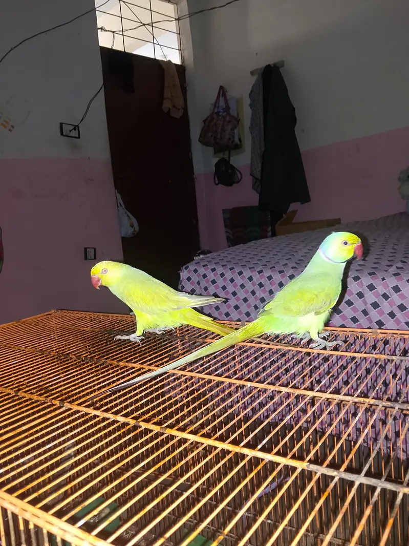 yellow ringneck — photo 10