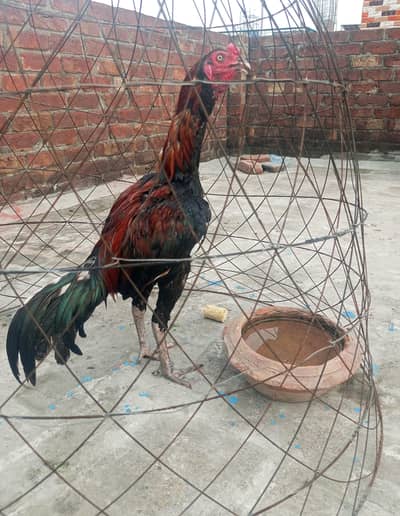 healthy and active Bird contact my WhatsApp number . 03.27. 16.83. 83.3.