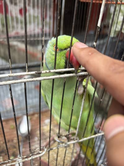 Talking Parrot Home pet