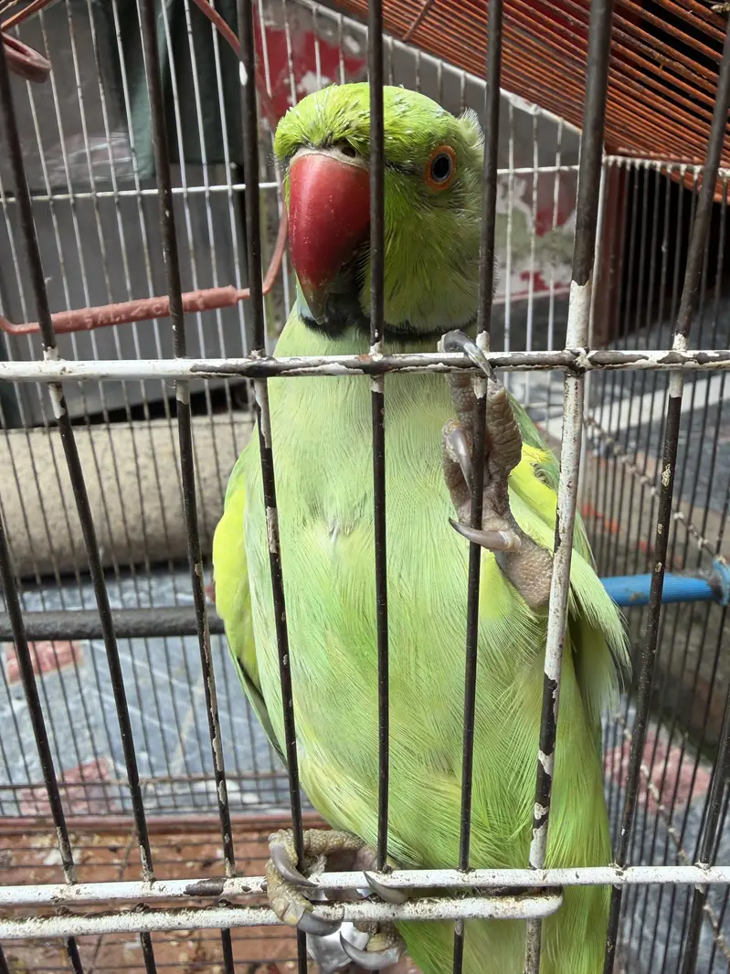 Talking Parrot Home pet — photo 2