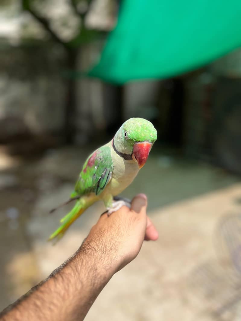 parrot 0