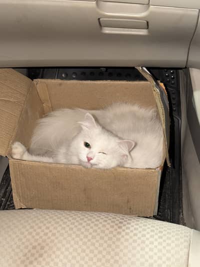 Male Persian Cat