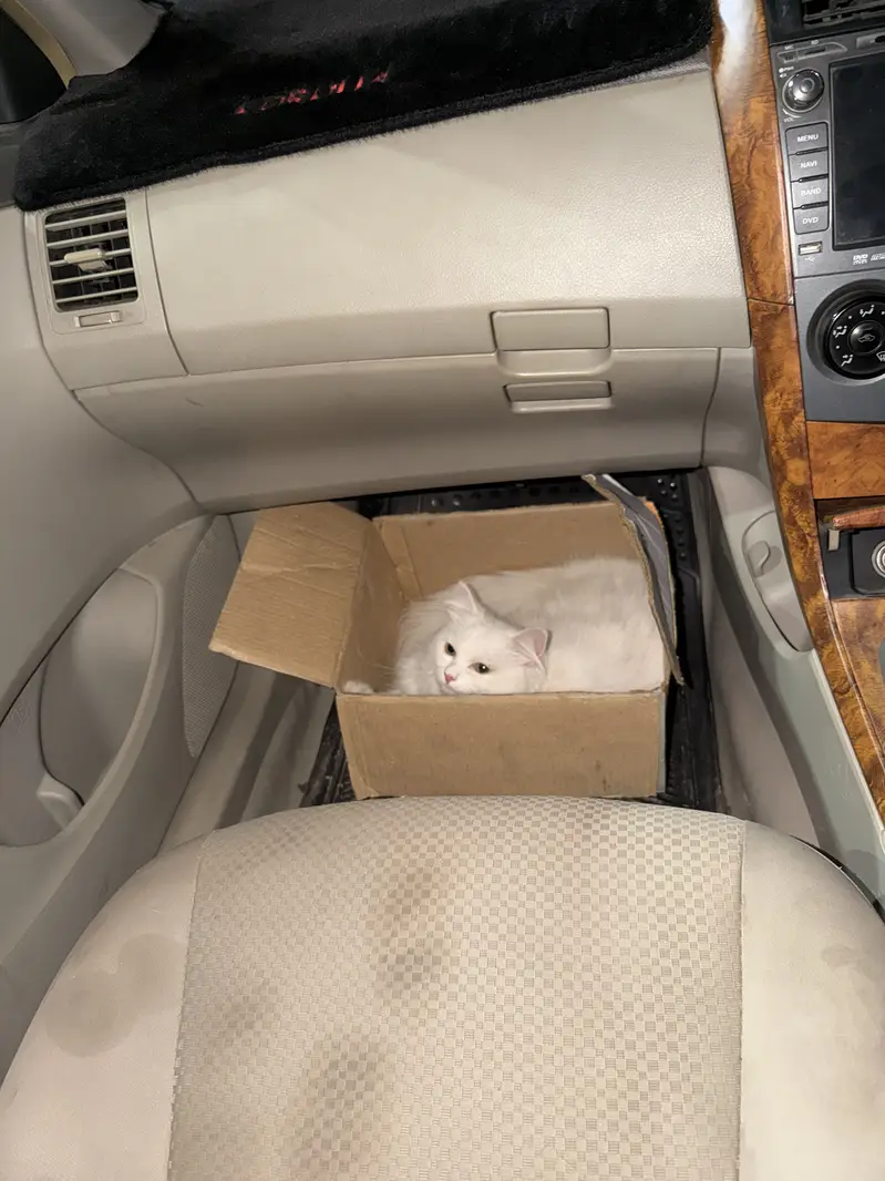 Male Persian Cat triple coted — photo 2