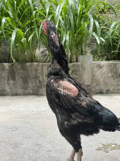 Shamo females