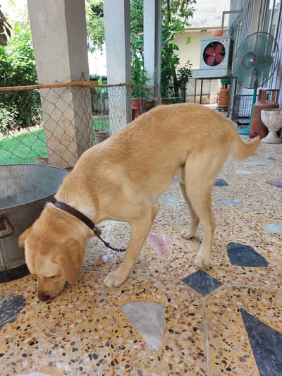 Labrador dog | Labra dog | British labra  | golden labra for sale