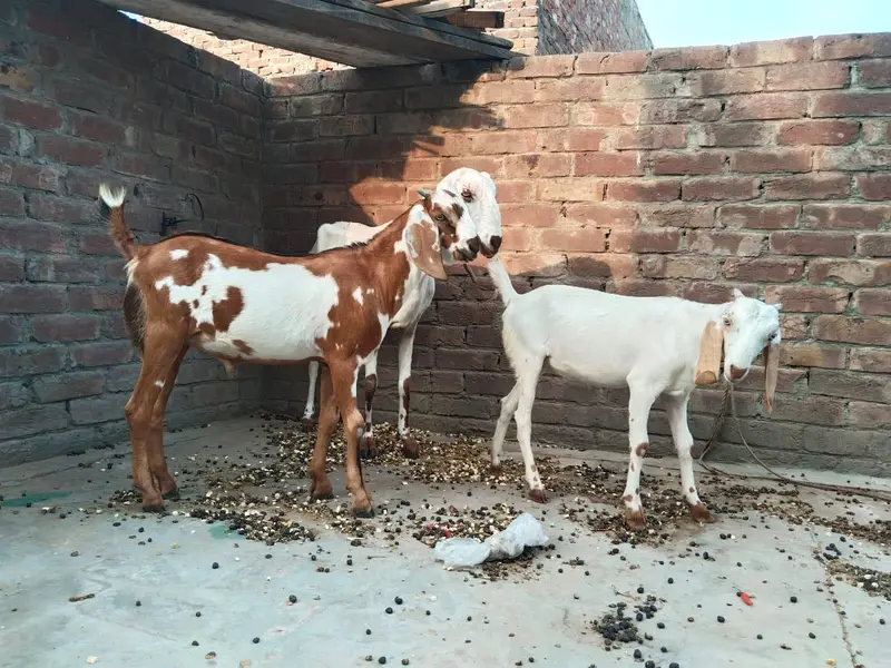 Goat for sale with 2 kisds — photo 2