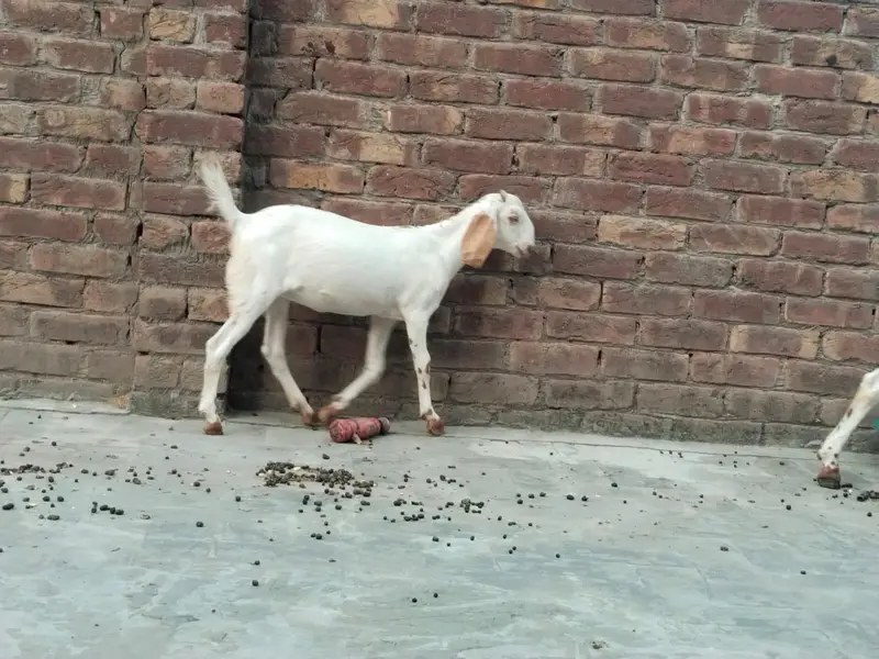 Goat for sale with 2 kisds — photo 3