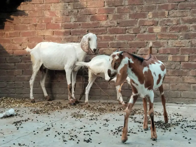 Goat for sale with 2 kisds — photo 4