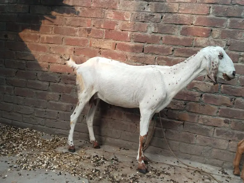 Goat for sale with 2 kisds — photo 5
