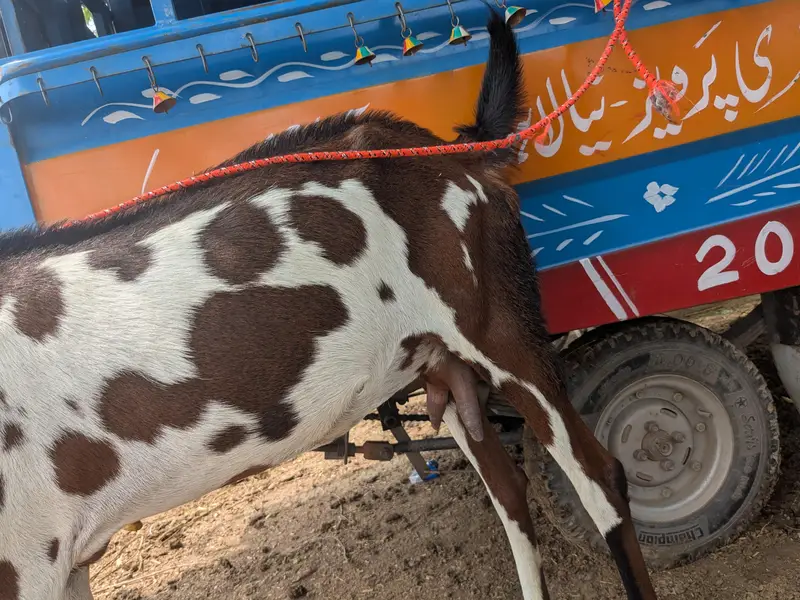 nagri path 2 dant — photo 2
