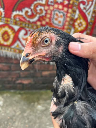 Pure German Shamo Female