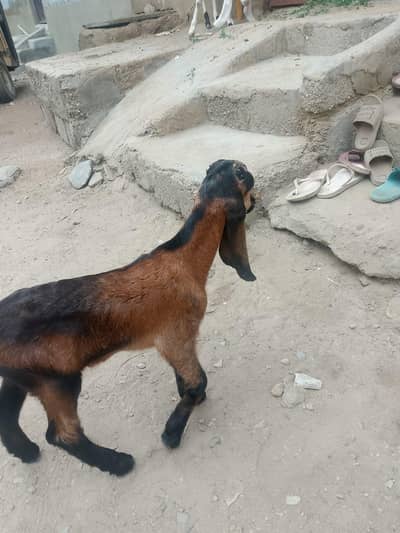 bakri Ka bacha dhod bhi pita hai aur Dana ghas bhi khata 03156630361