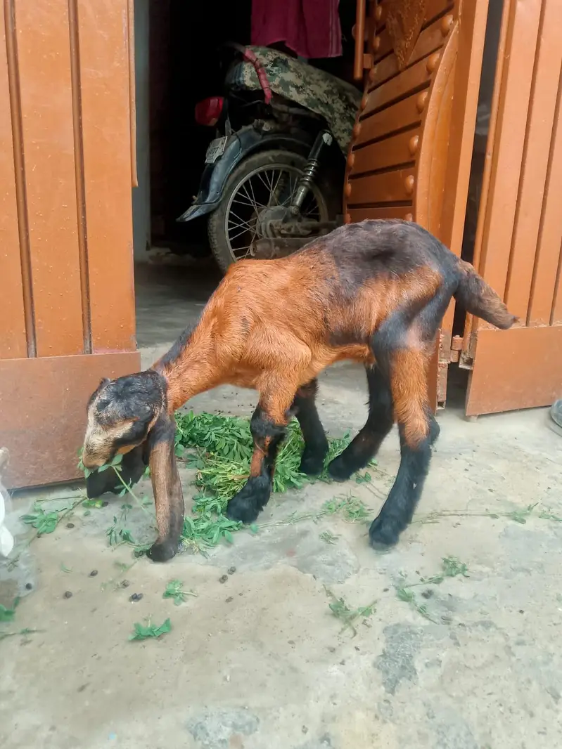 bakri Ka bacha dhod bhi pita hai aur Dana ghas bhi khata 03156630361 — photo 2