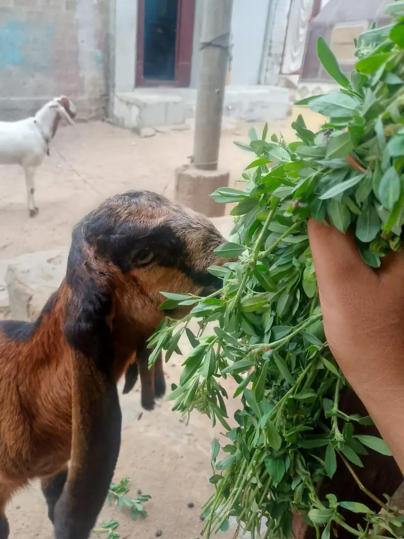 bakri Ka bacha dhod bhi pita hai aur Dana ghas bhi khata 03156630361 — photo 3