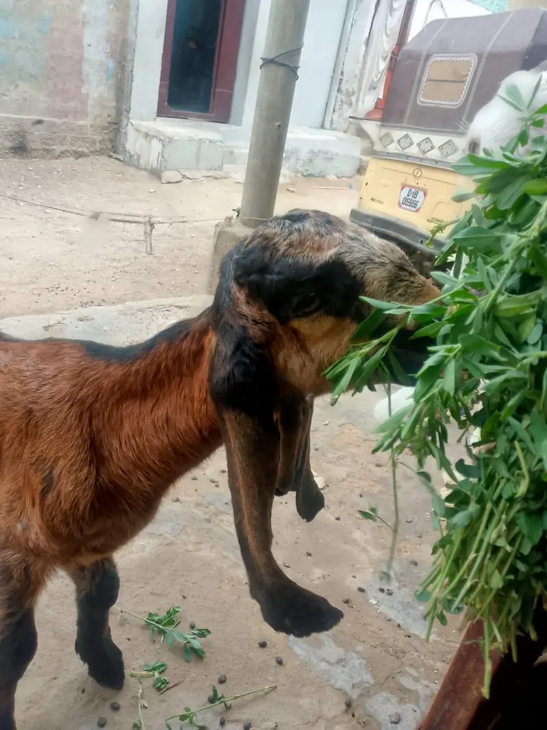 bakri Ka bacha dhod bhi pita hai aur Dana ghas bhi khata 03156630361 — photo 4