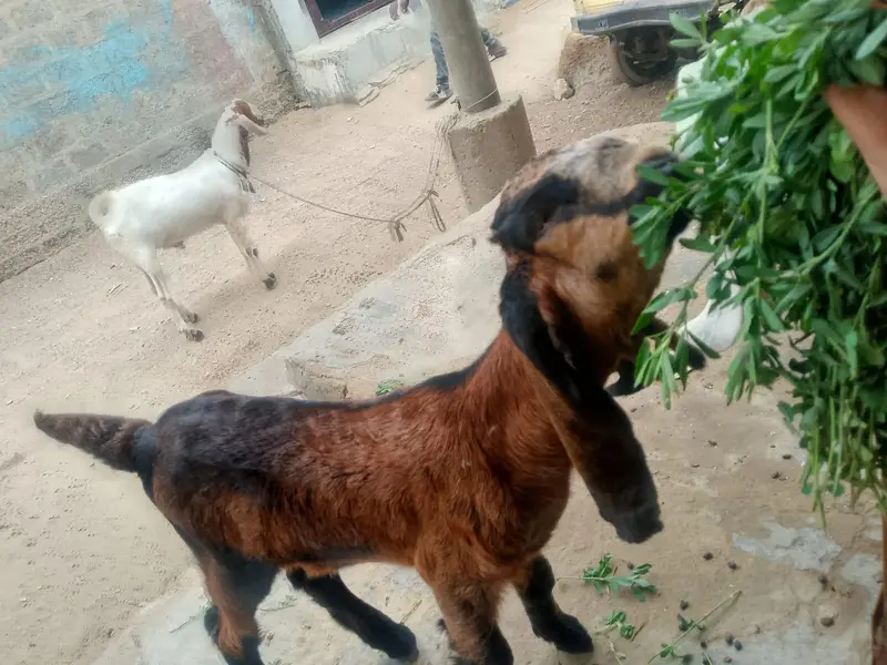 bakri Ka bacha dhod bhi pita hai aur Dana ghas bhi khata 03156630361 — photo 5