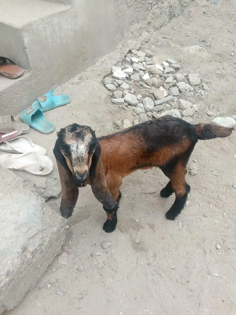 bakri Ka bacha dhod bhi pita hai aur Dana ghas bhi khata 03156630361 — photo 6