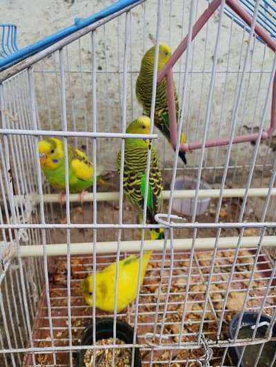 03036068703 parrot urgent for sale 4 peace and total sab ke price 2300