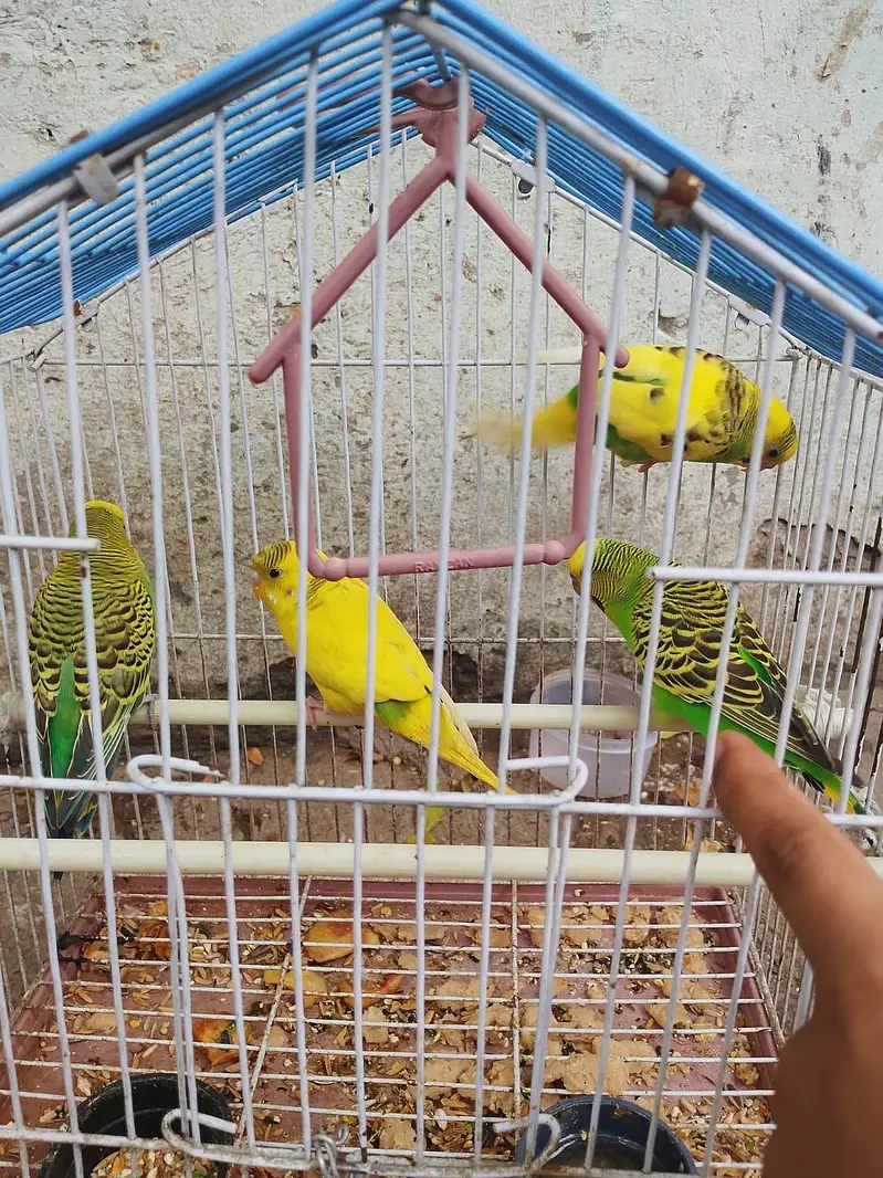 03036068703 parrot urgent for sale 4 peace and total sab ke price 2300 — photo 2