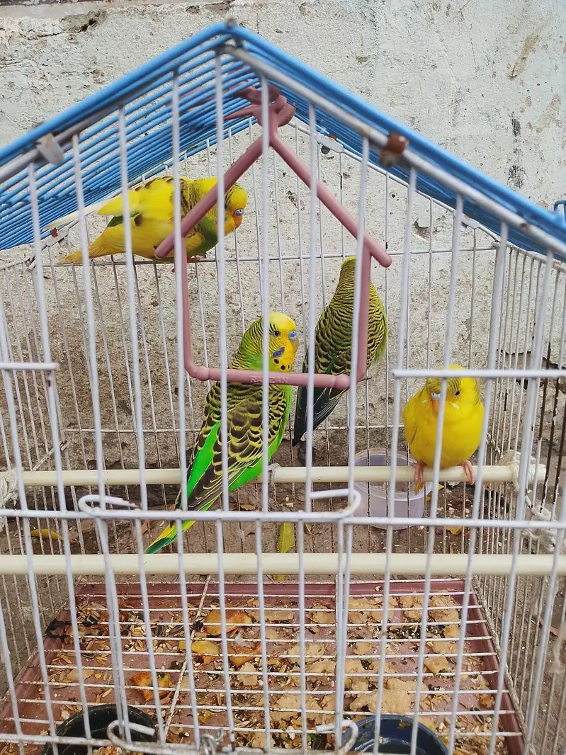 03036068703 parrot urgent for sale 4 peace and total sab ke price 2300 — photo 3