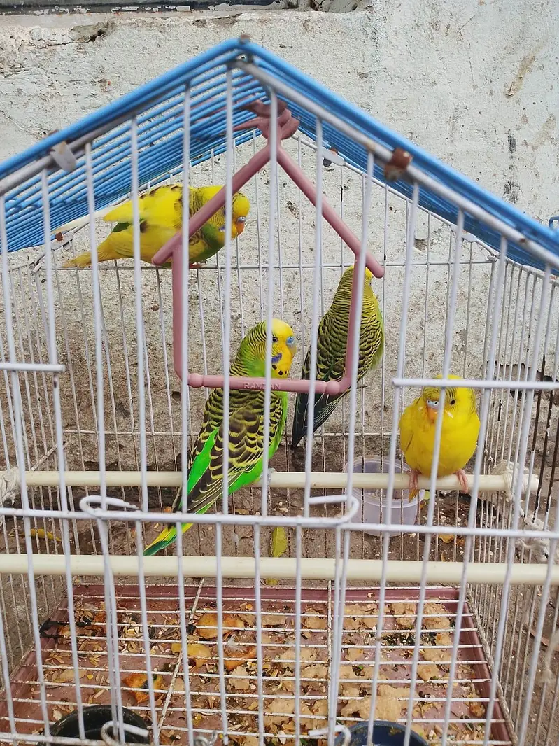 03036068703 parrot urgent for sale 4 peace and total sab ke price 2300 — photo 4
