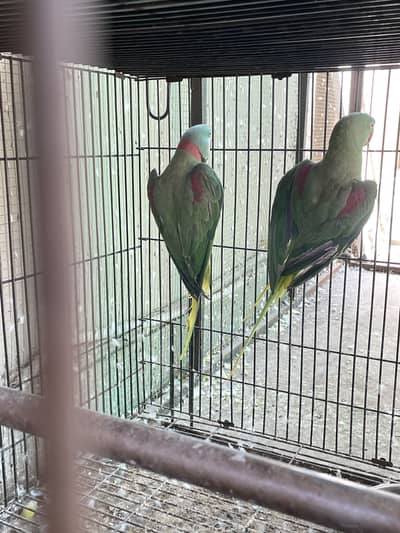 Breeder setup available