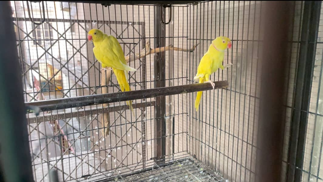 Breeder setup available 1