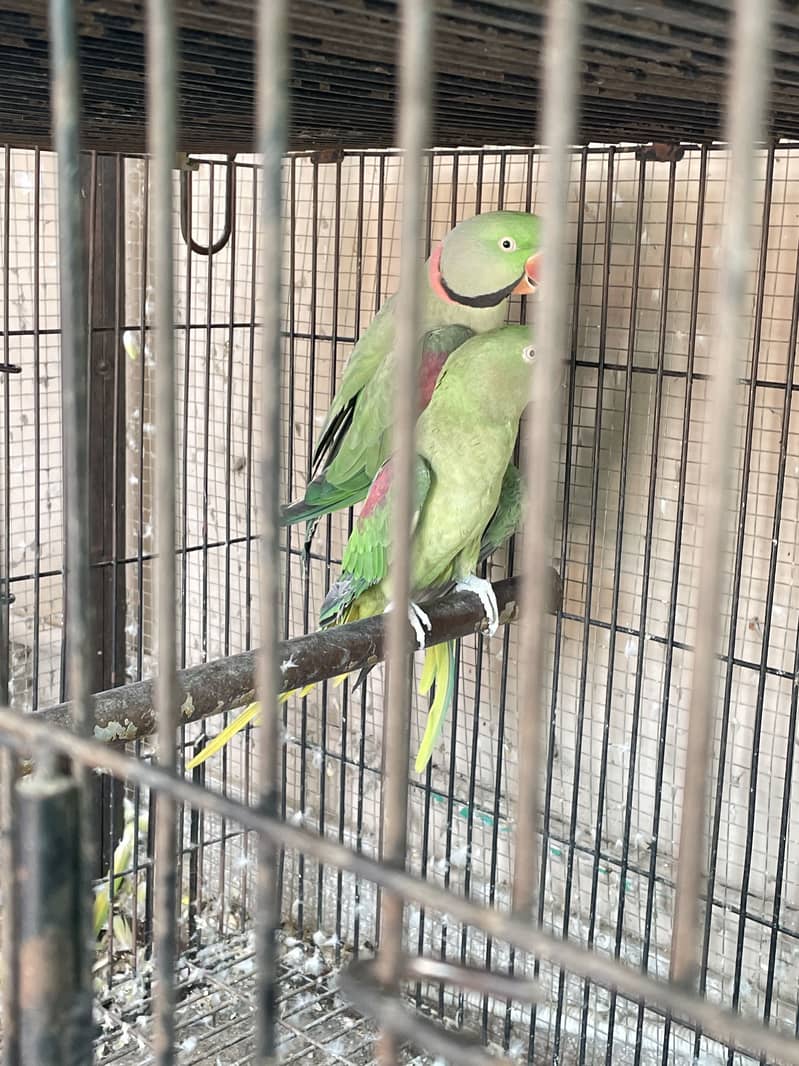Breeder setup available 2