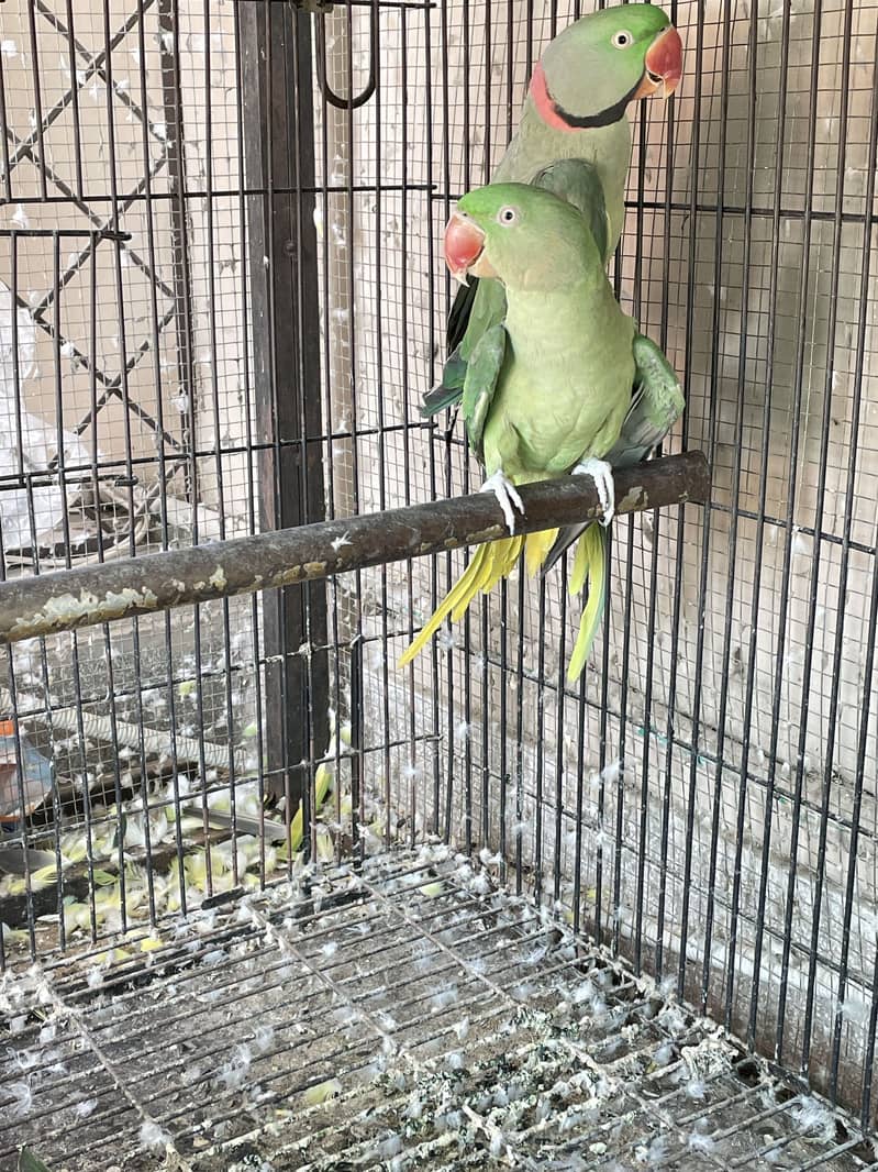 Breeder setup available 3