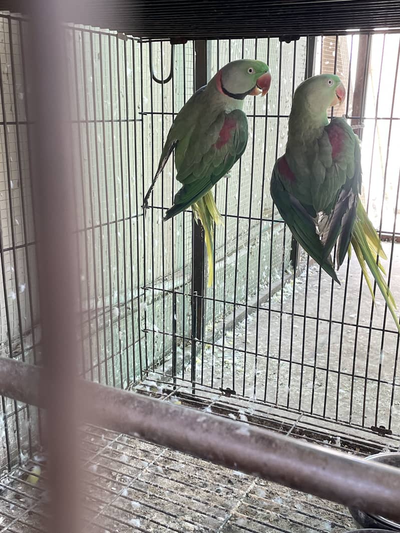 Breeder setup available 4