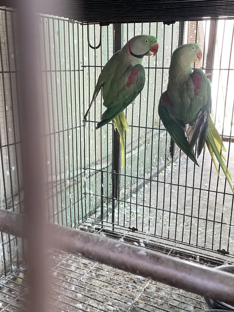 Breeder setup available — photo 5