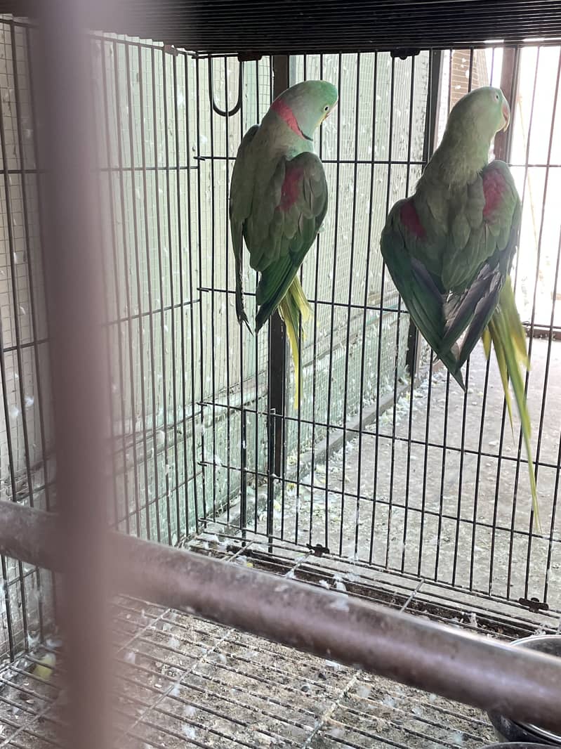 Breeder setup available 5