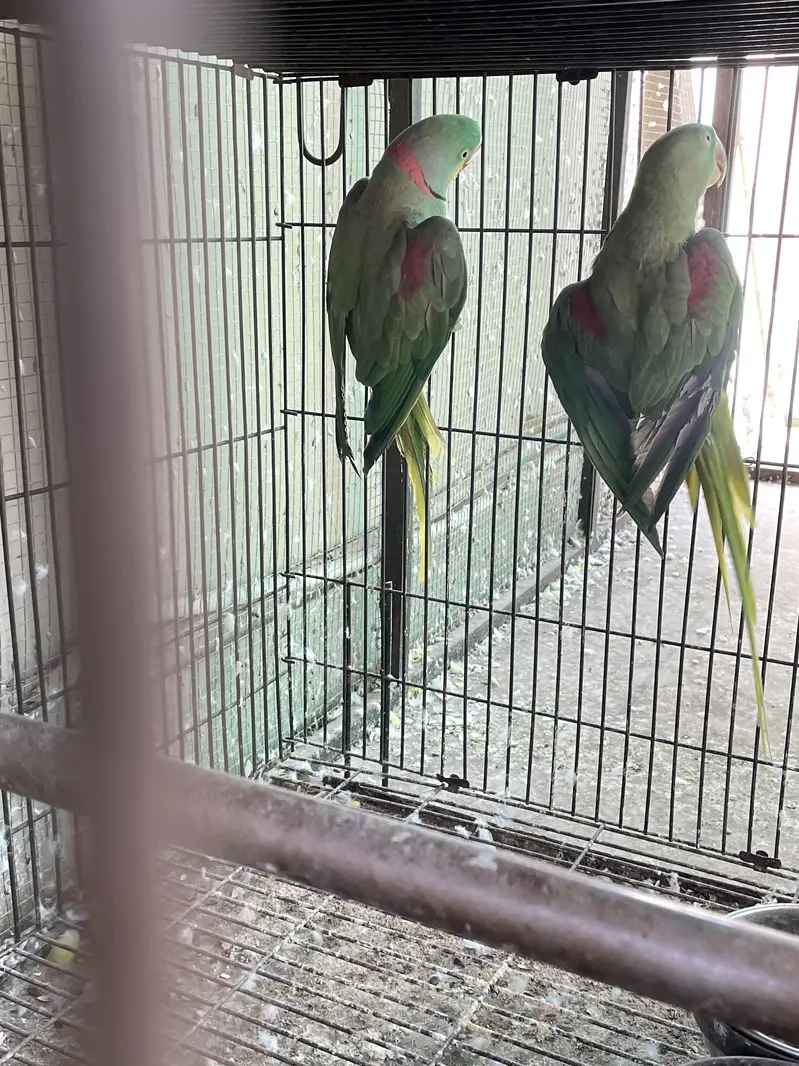 Breeder setup available — photo 6