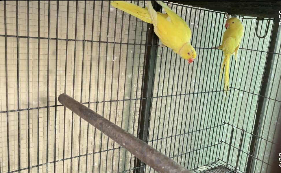 Breeder setup available 6
