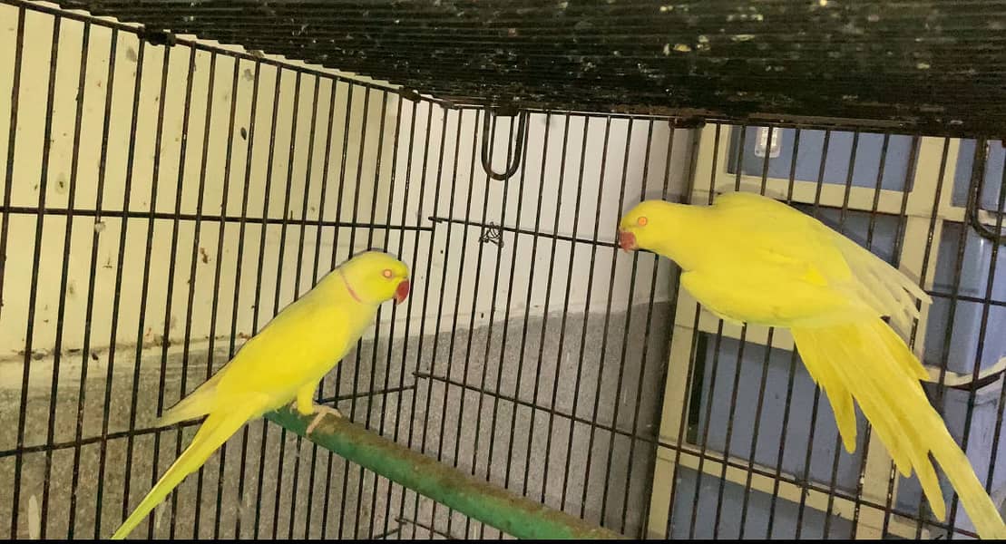 Breeder setup available 7