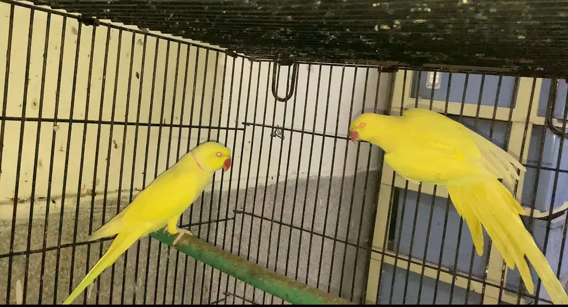Breeder setup available — photo 8