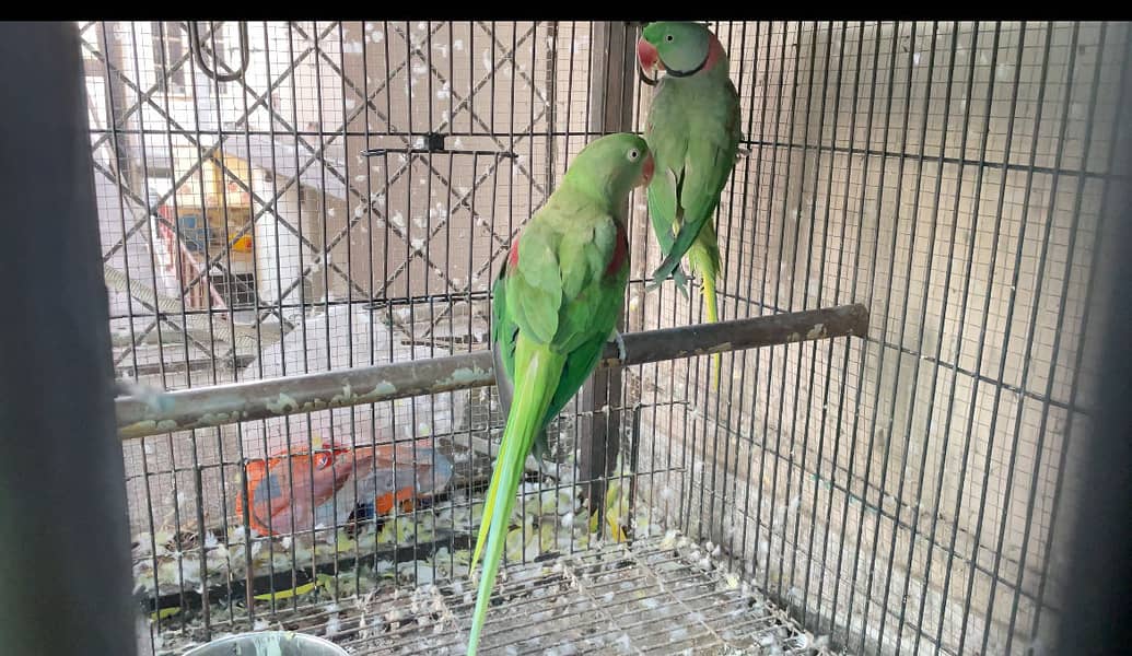 Breeder setup available 8