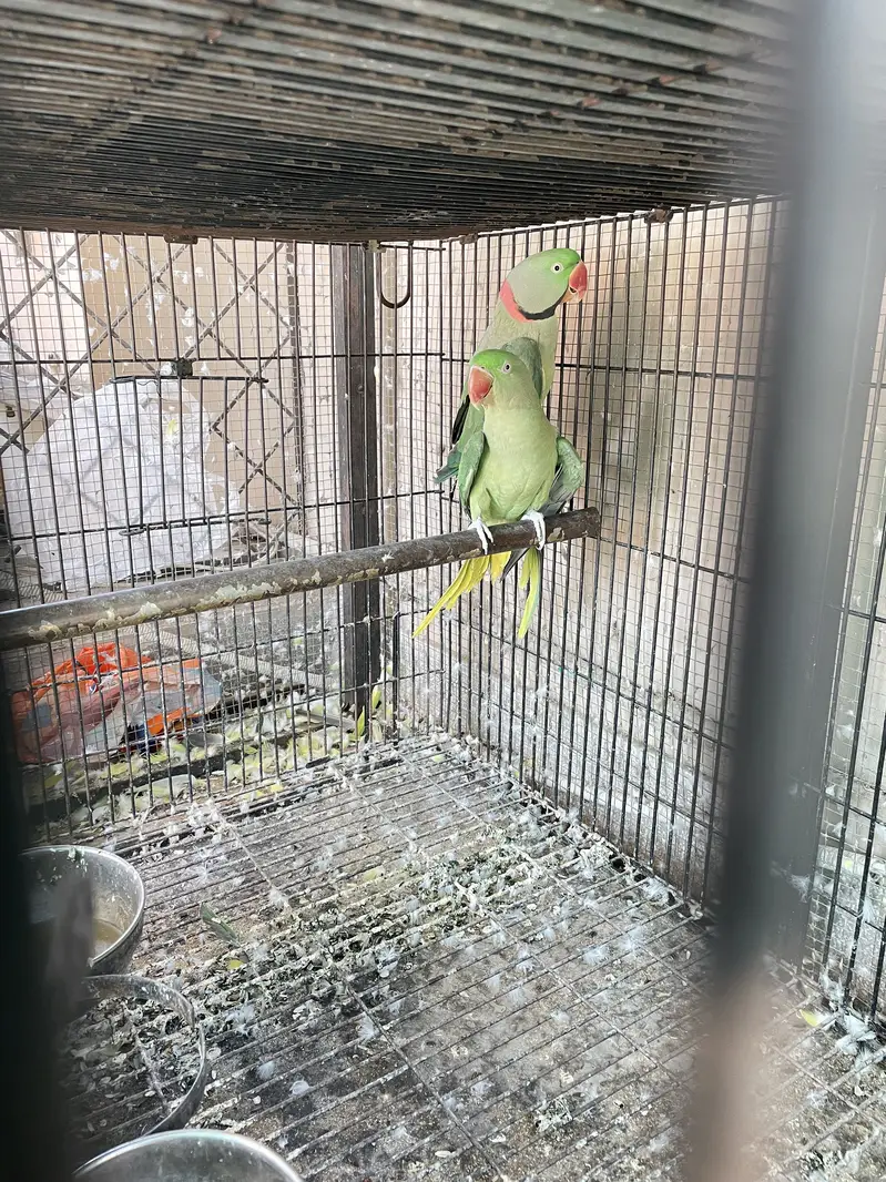 Breeder setup available — photo 10