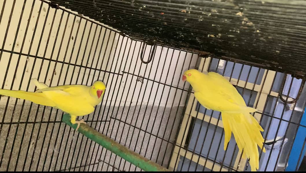 Breeder setup available 10
