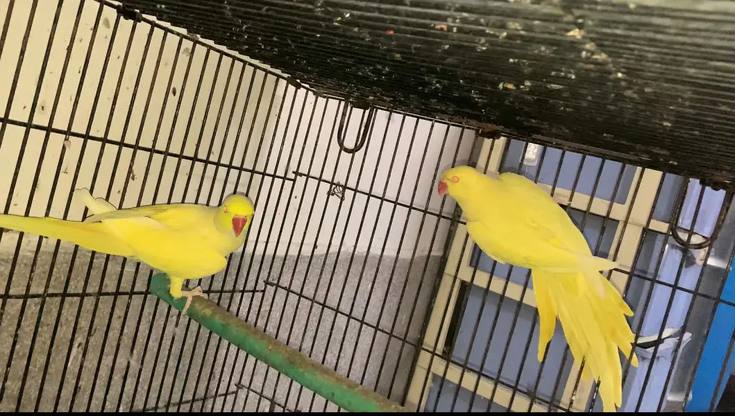 Breeder setup available — photo 11