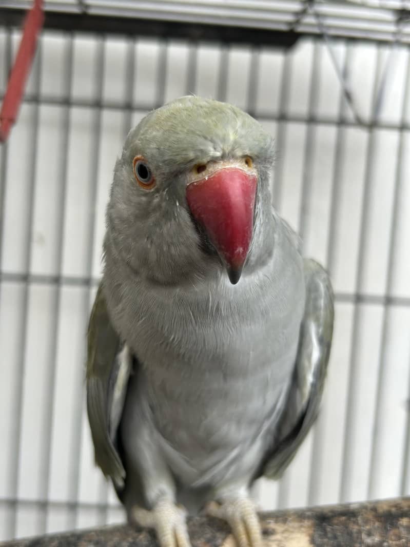 Talking parrot 0
