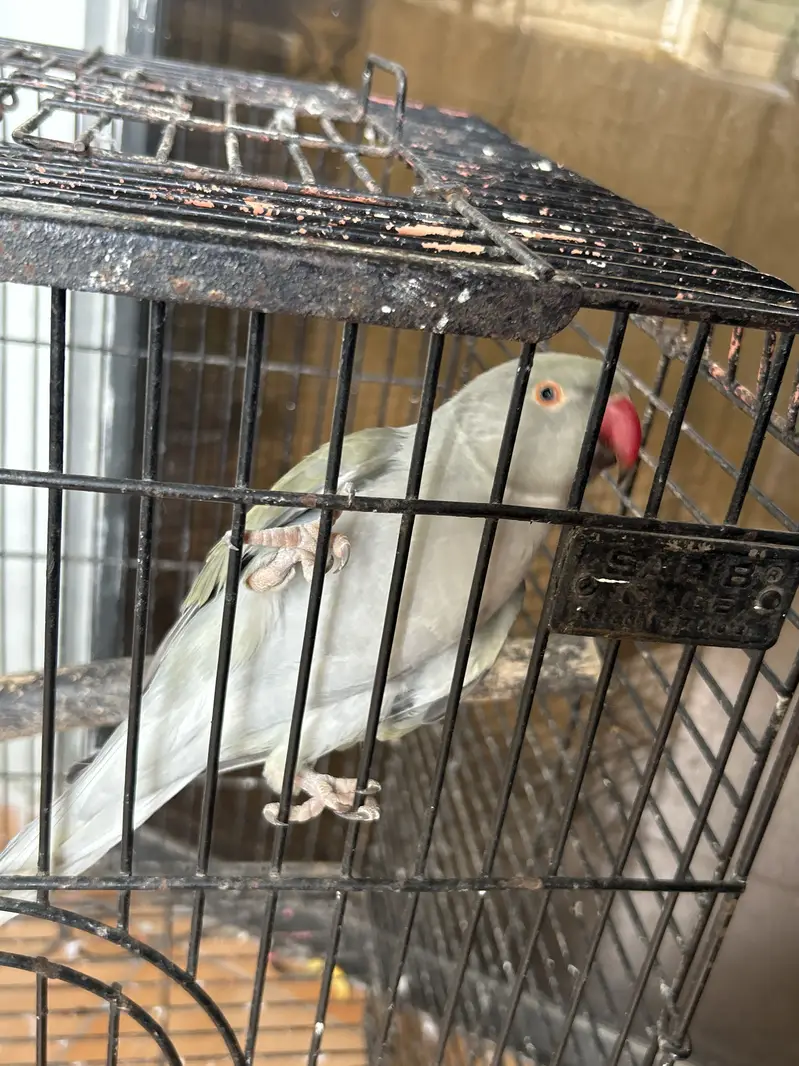 Talking parrot — photo 2