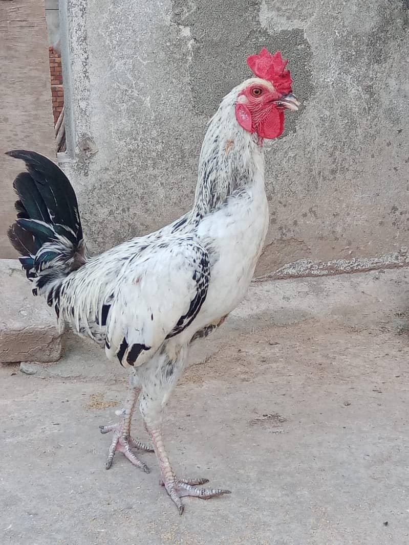 Desi Murga 0