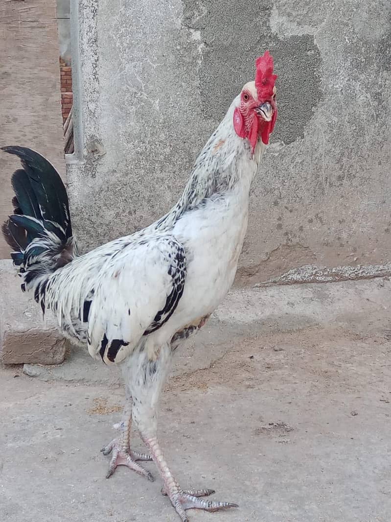 Desi Murga 1