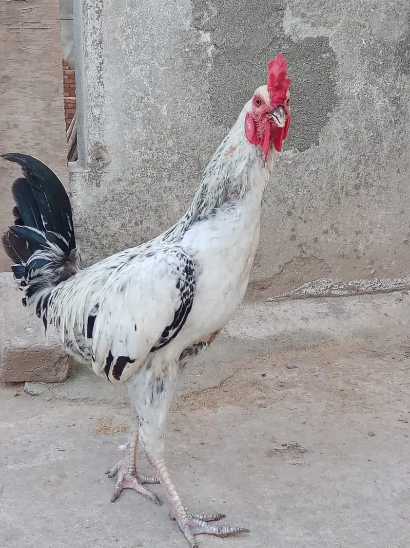 Desi Murga — photo 2