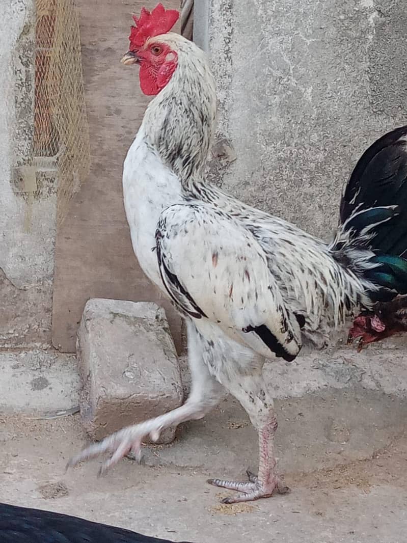Desi Murga 2
